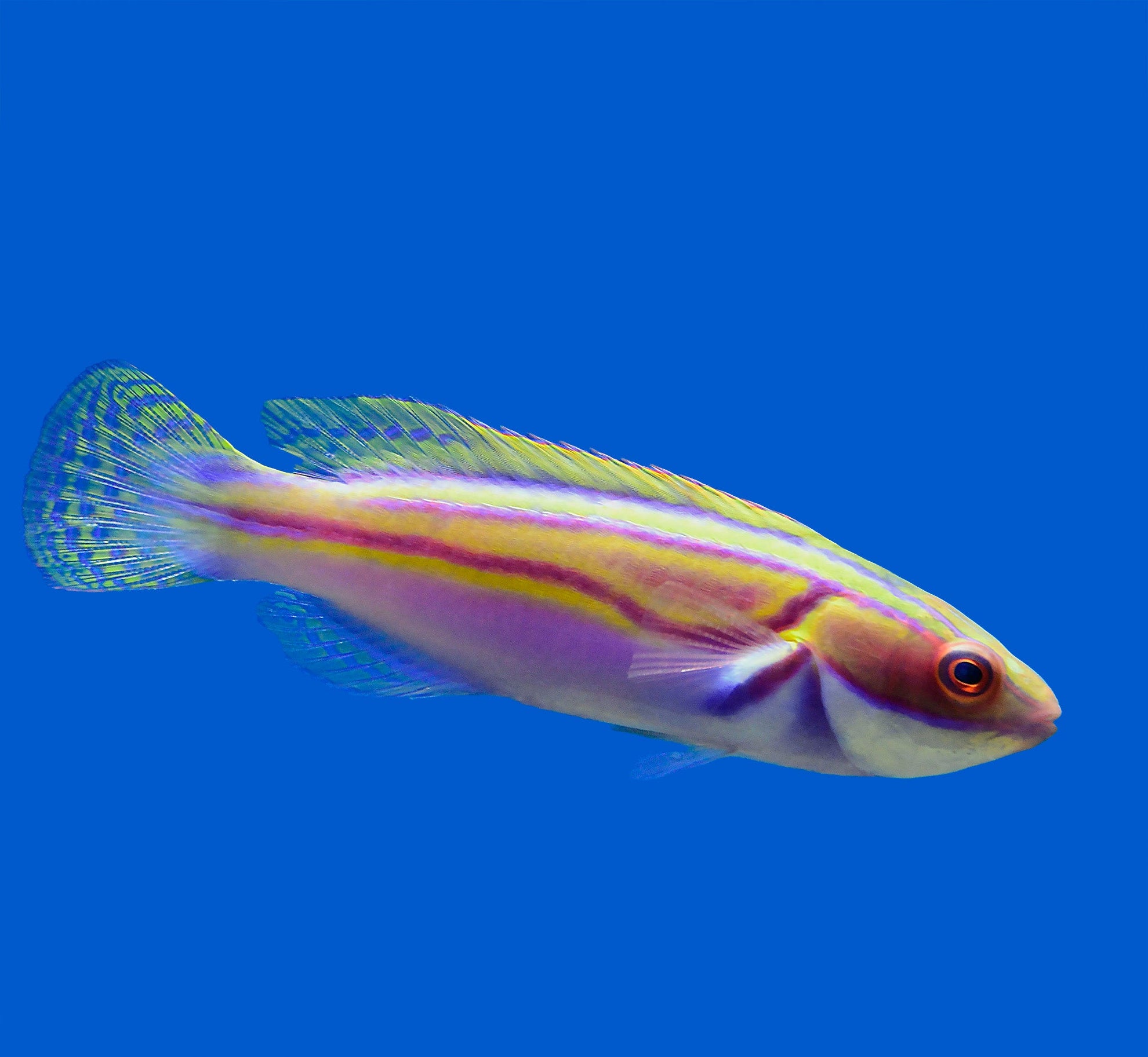 Labouts Fairy Wrasse – Aquatic Collection Aquarium
