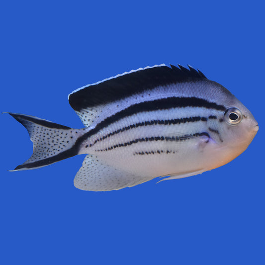 Lamarck Angelfish