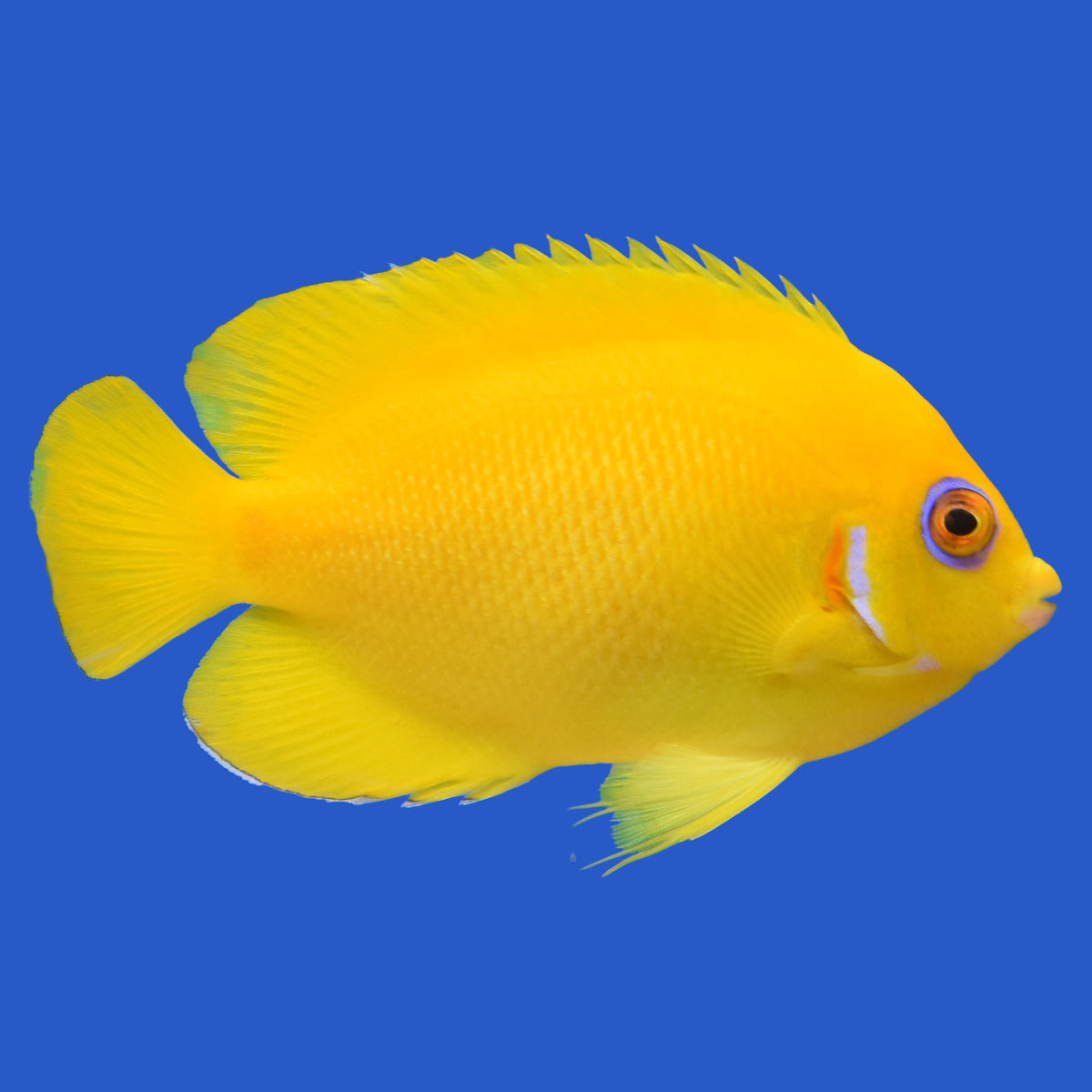 Lemonpeel Angelfish – Aquatic Collection Aquarium