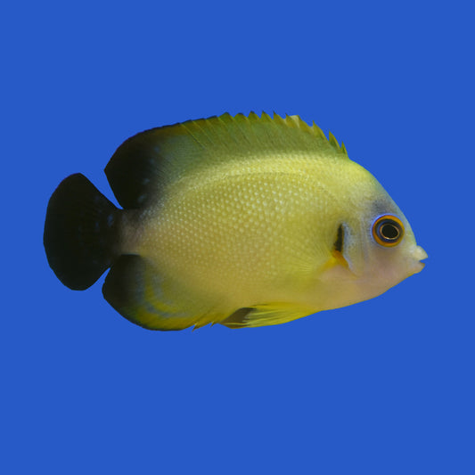 Lemonpeel Hybrid Angelfish