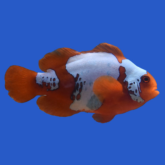 Lightning Maroon Clownfish