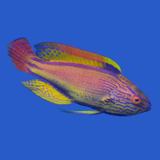 Lineatus Fairy Wrasse