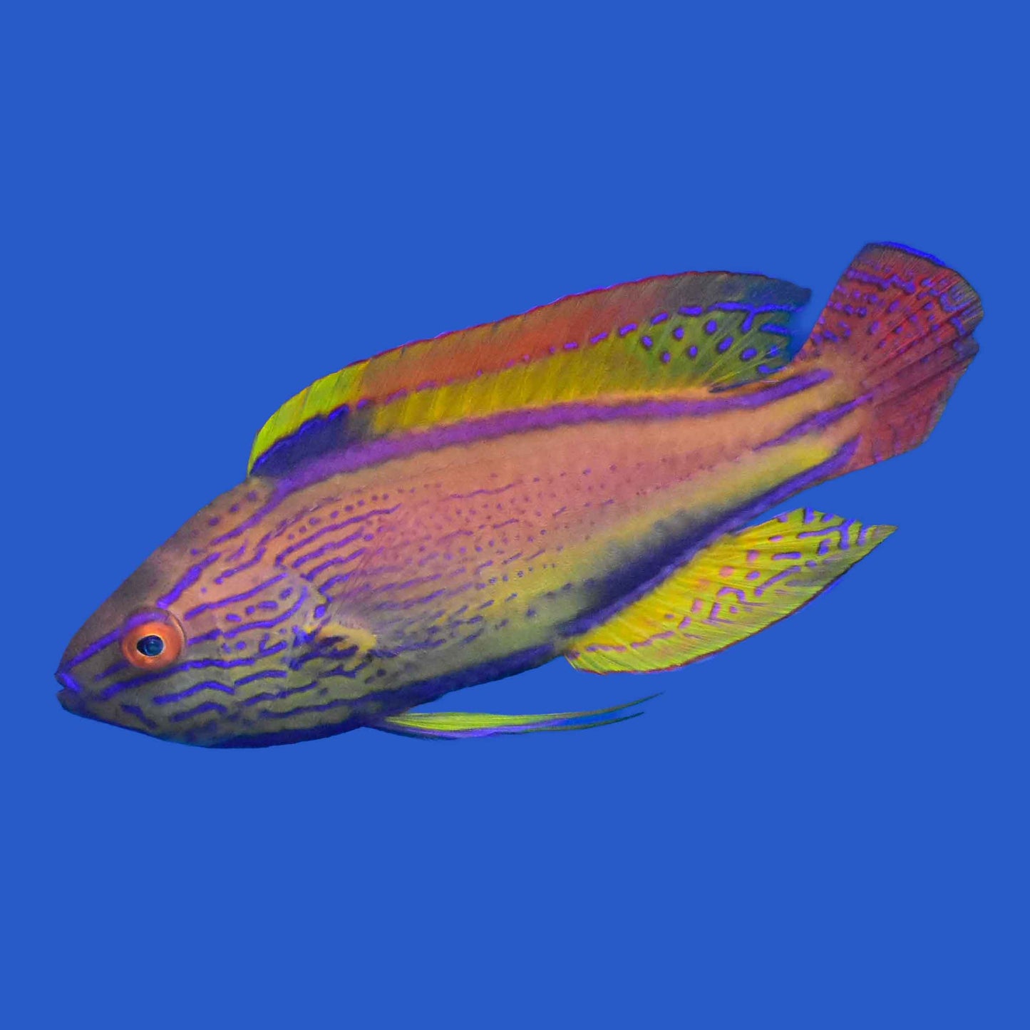 Lineatus Fairy Wrasse