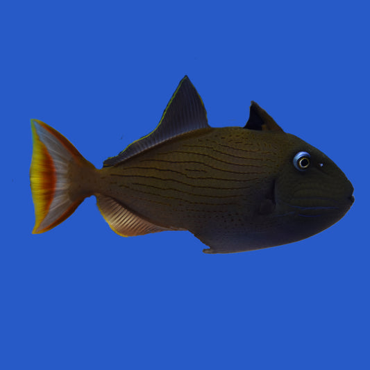 Line Spot Triggerfish