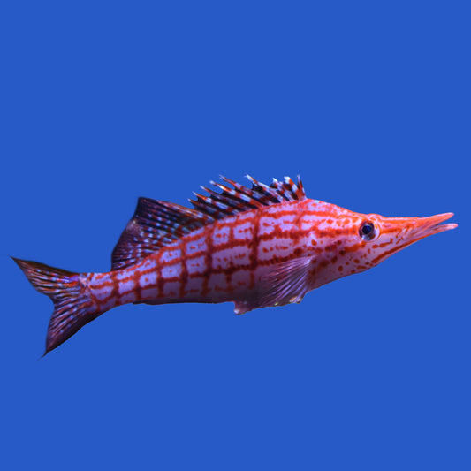 Longnose Hawkfish