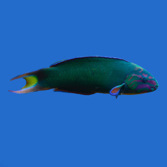 Lunar Wrasse