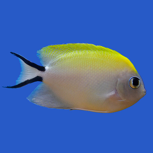 Spotbreast Lyretail Angelfish