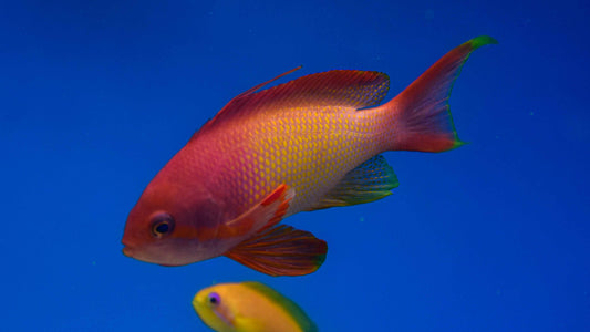 Red Sea Lyretail Anthias