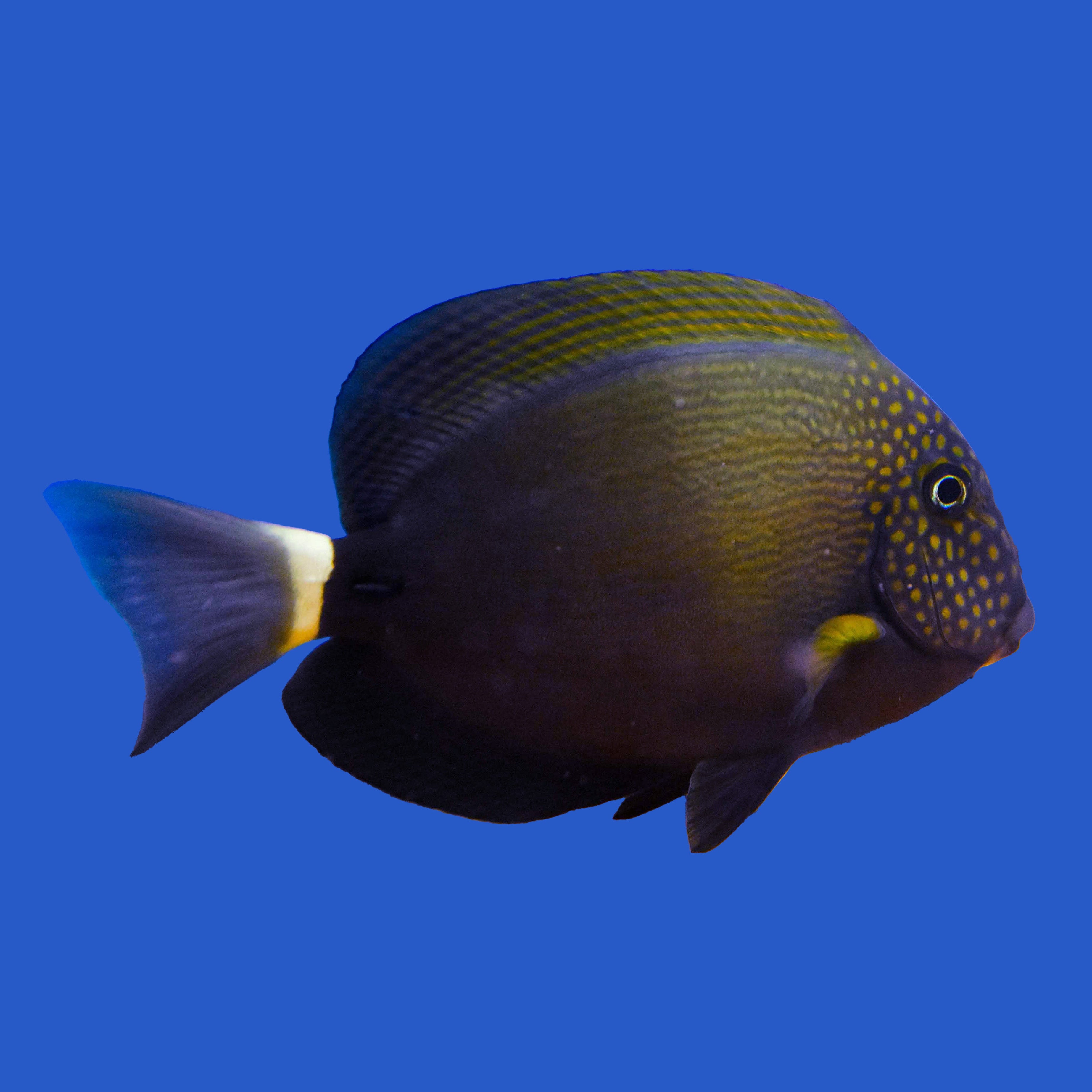 Maucileps Tang