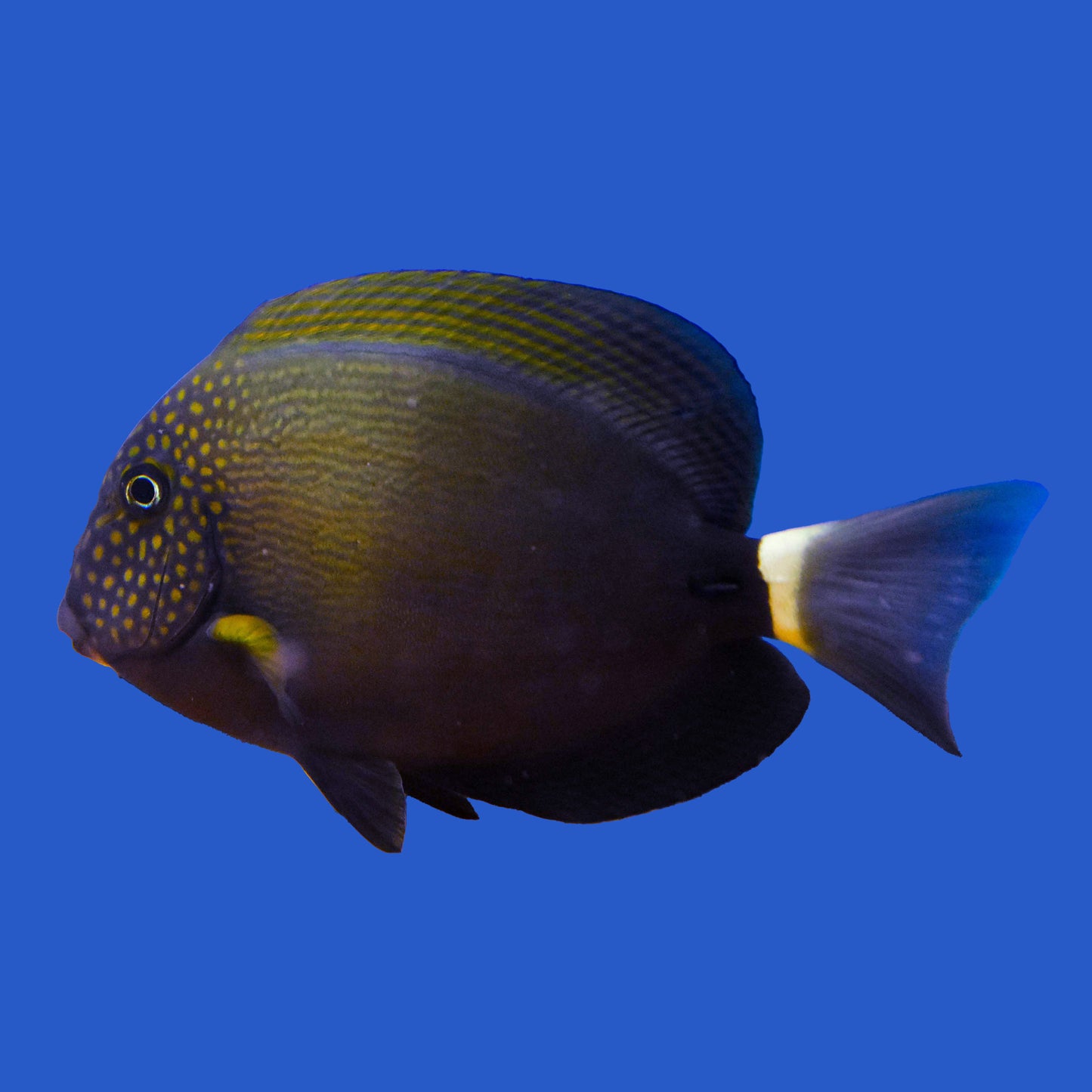 Maculiceps Tang