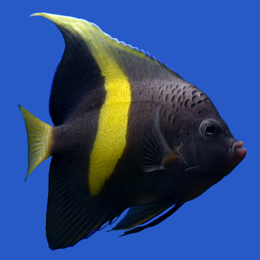 Maculosus Angelfish