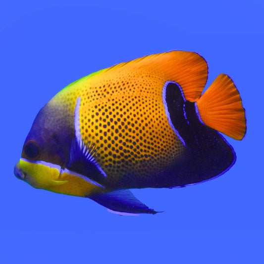 Majestic Angelfish