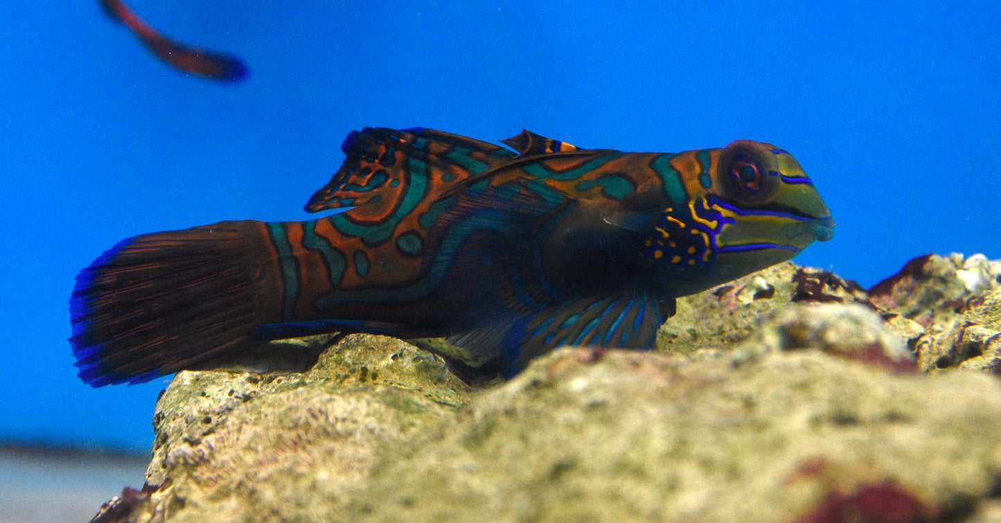 Mandarin Goby