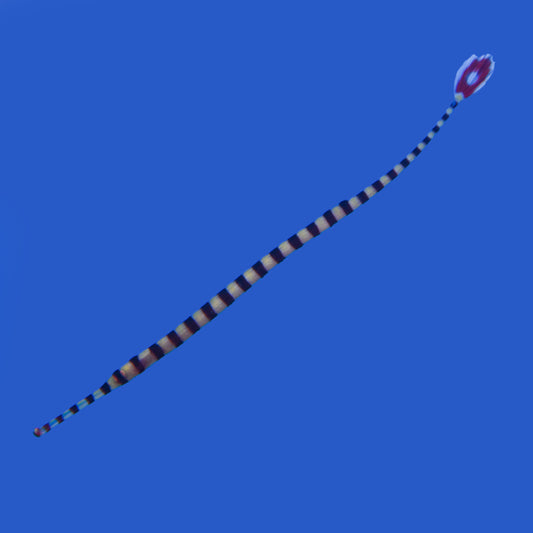 Banded Pipefish