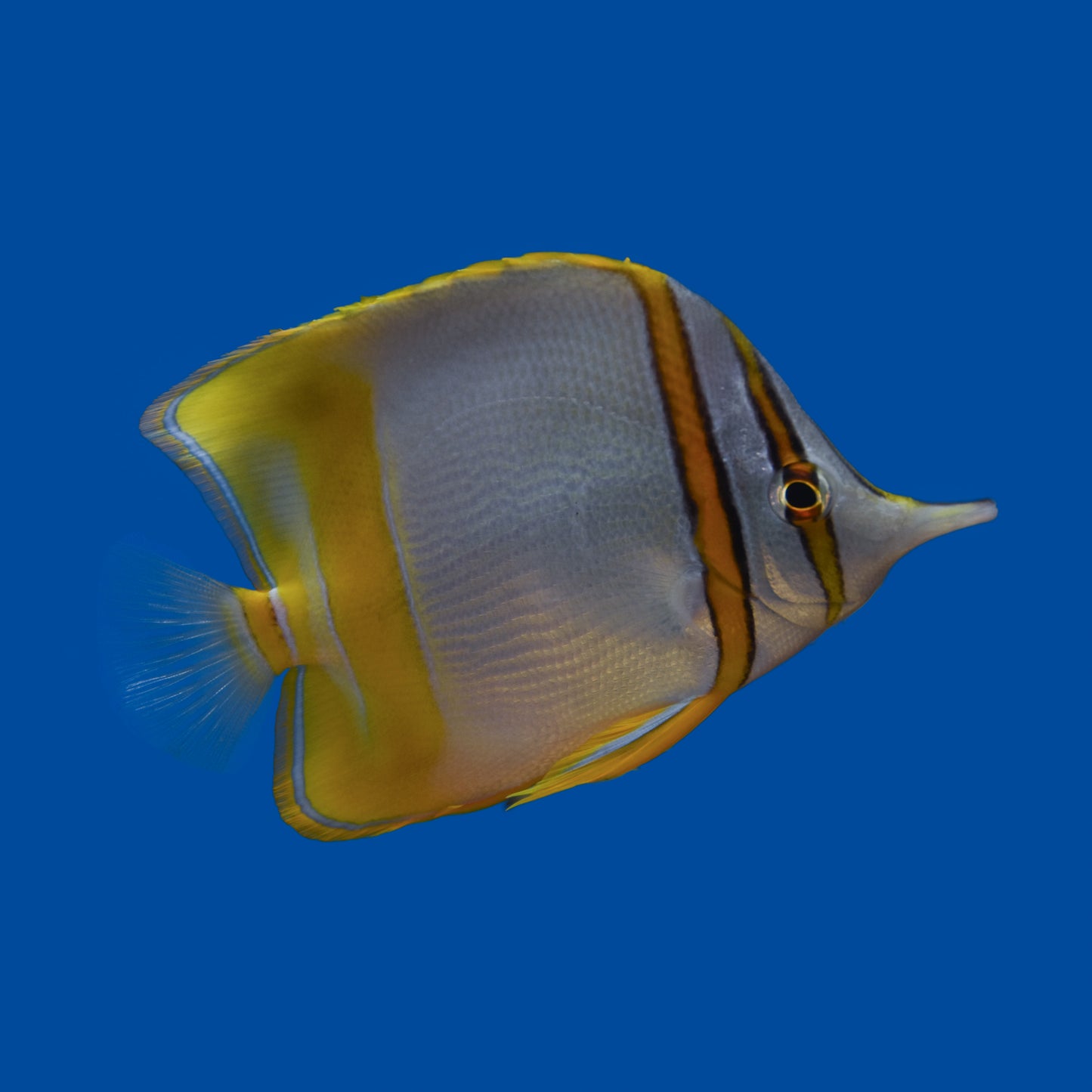 Marginalis Butterflyfish WYSIWYG