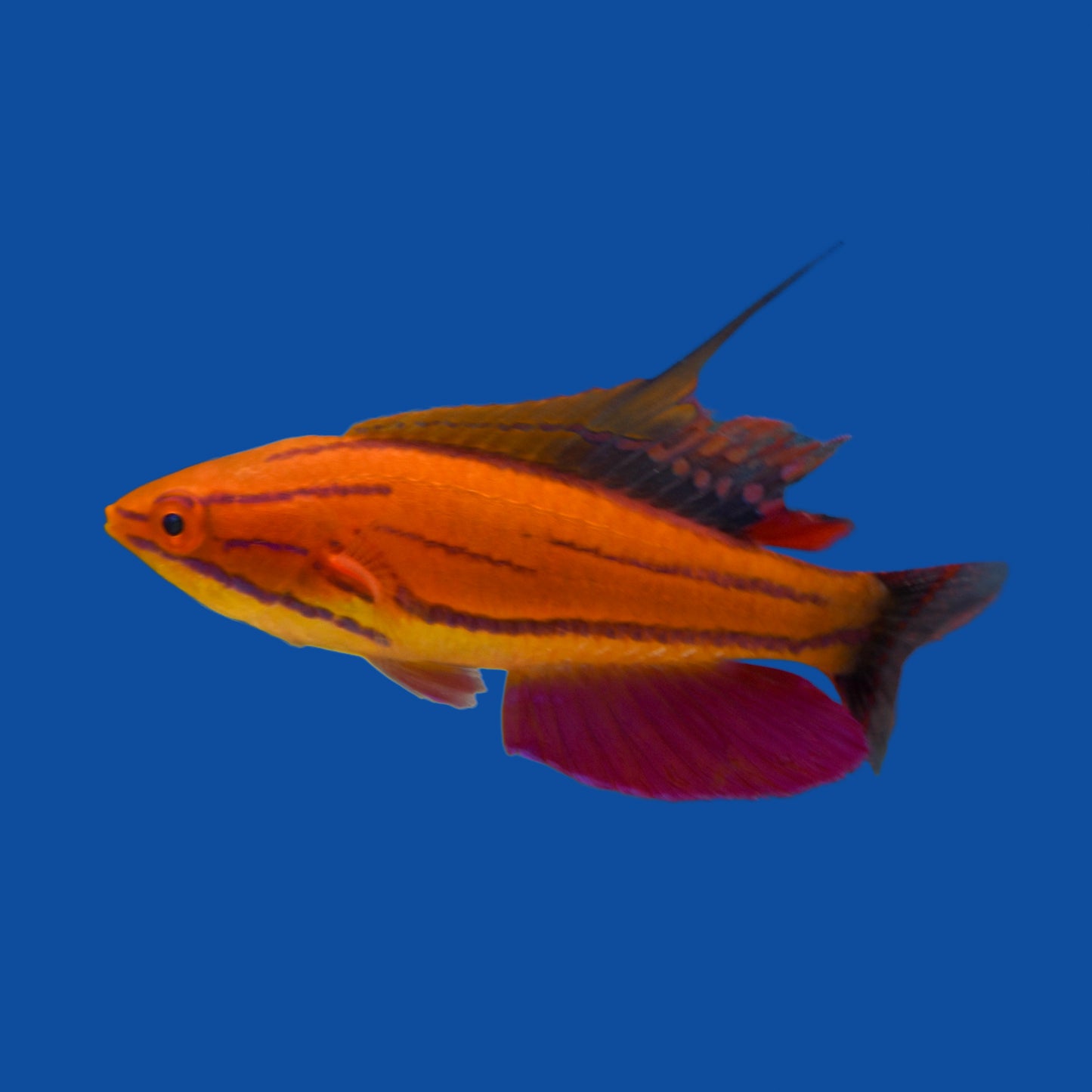 Mcosker Flasher Wrasse