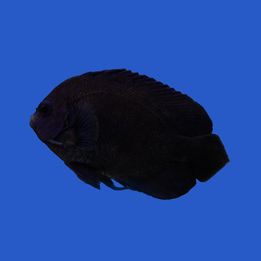 Midnight Angelfish