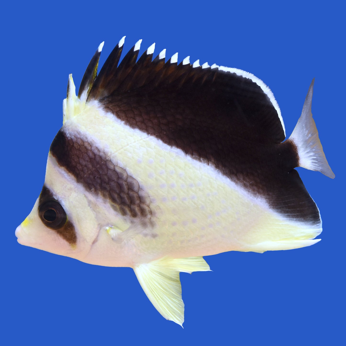 Burgess Butterflyfish