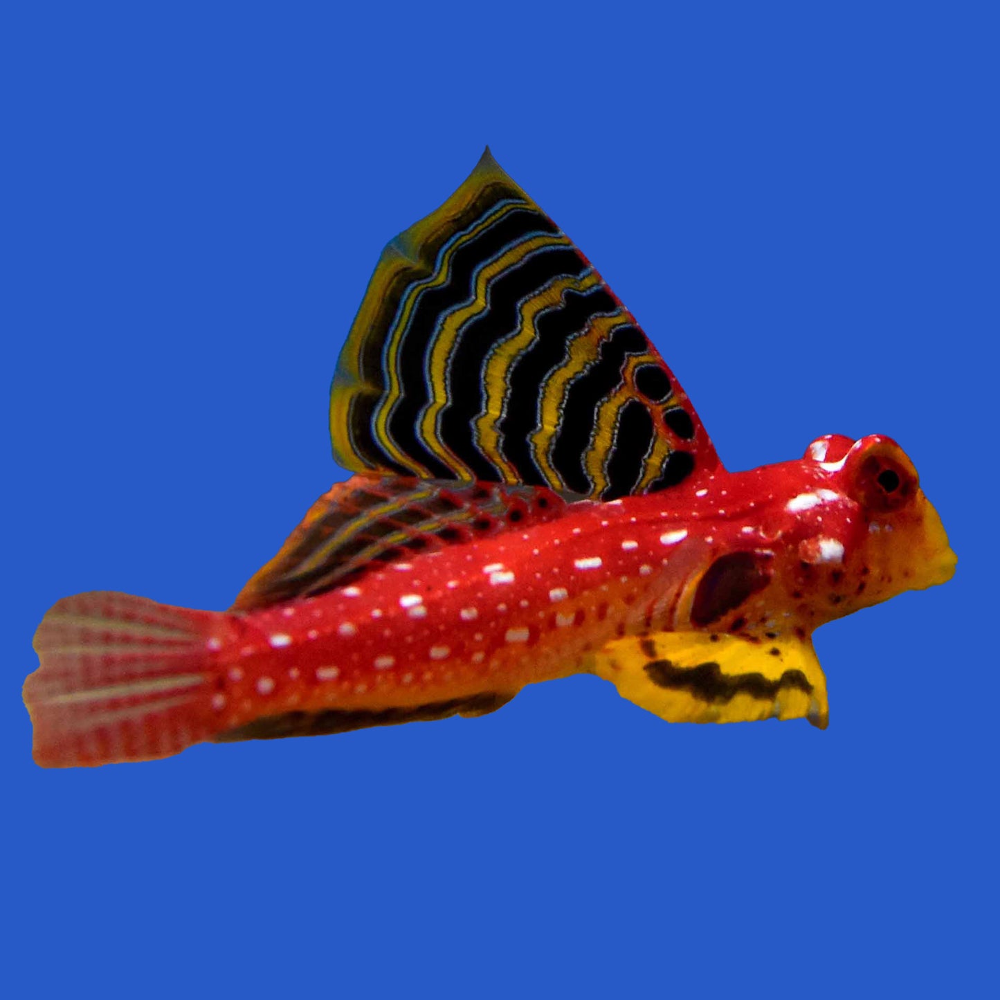 Ruby Red Dragonet