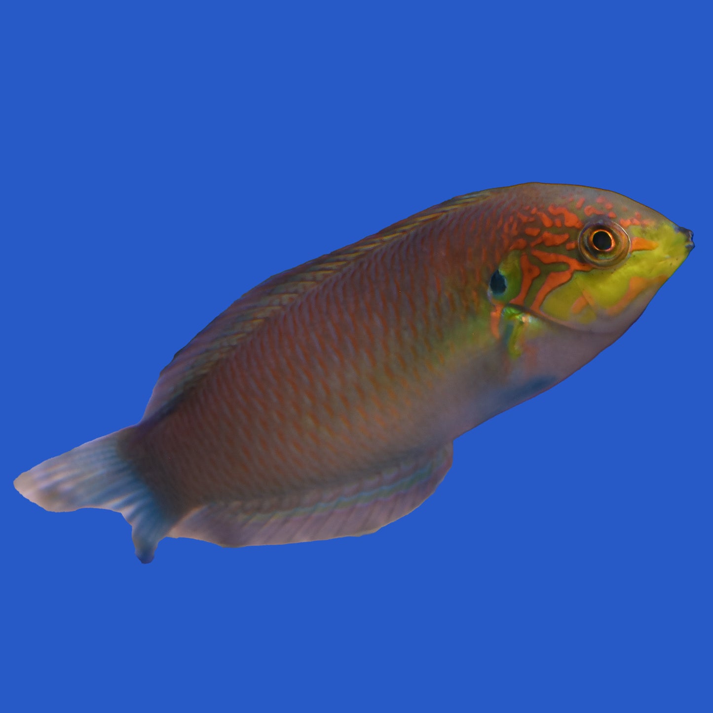 Moyers Leopard Wrasse