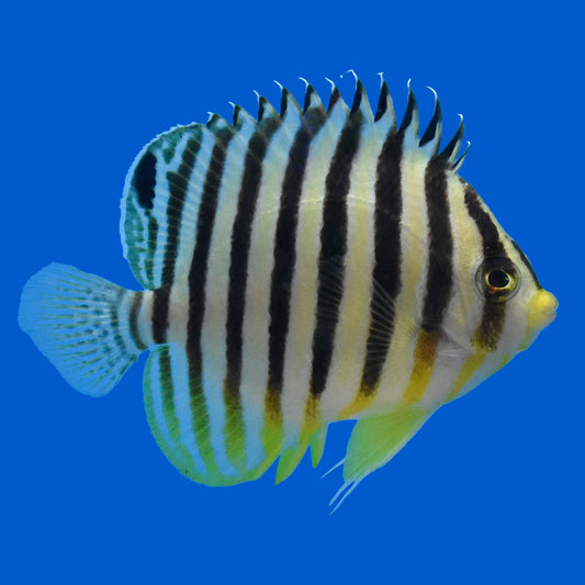 Banded Angelfish