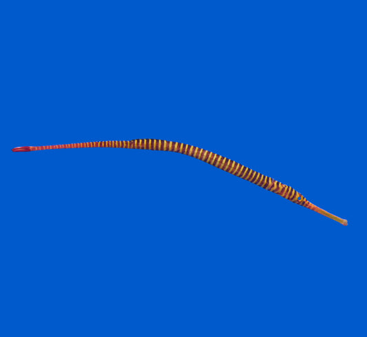 Yellow Multibanded Pipefish