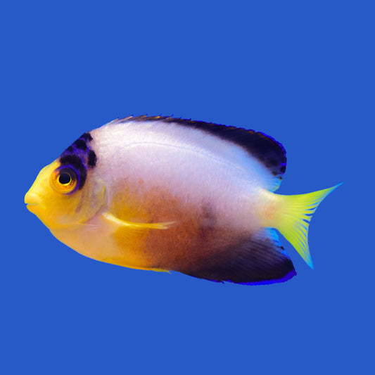 Multicolor Angelfish