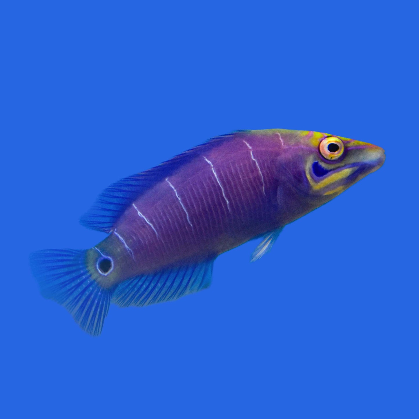 Mystery Wrasse