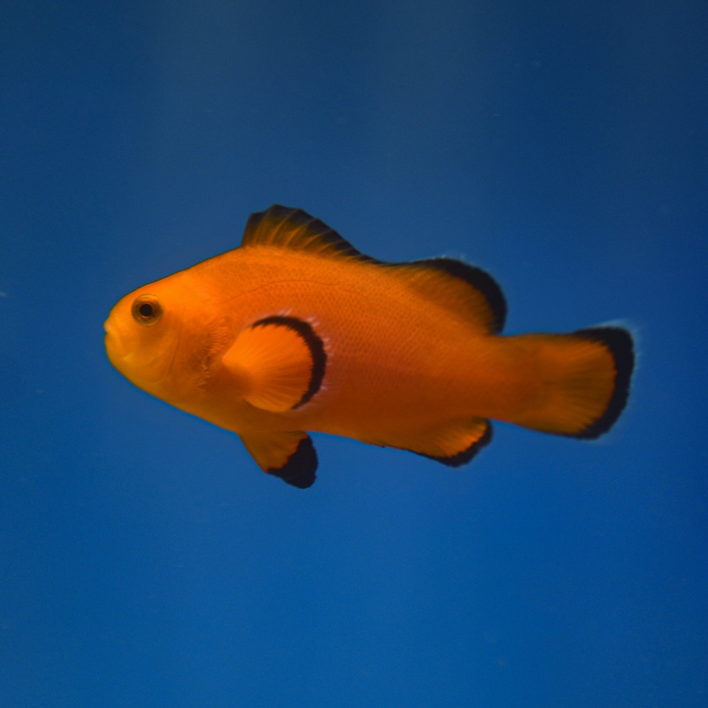 Naked Clownfish - Aquacultured