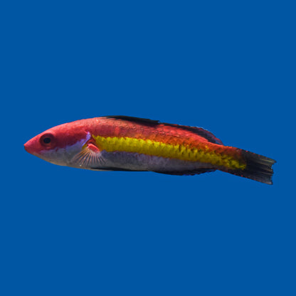 Naoke Fairy Wrasse