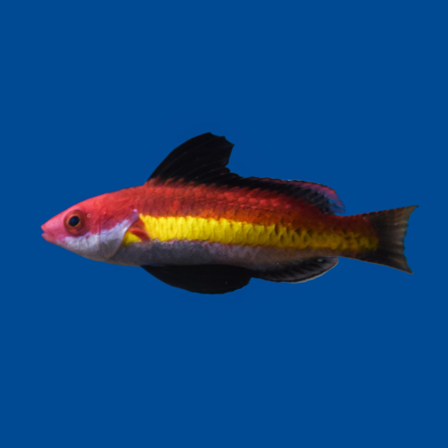 Naoke Fairy Wrasse