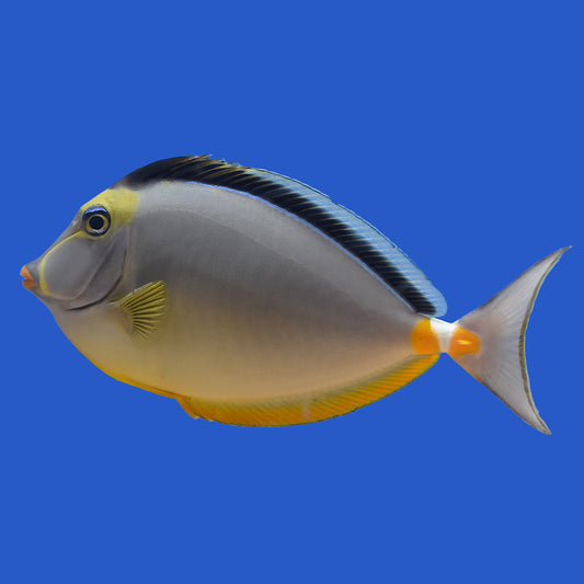 Naso Tang