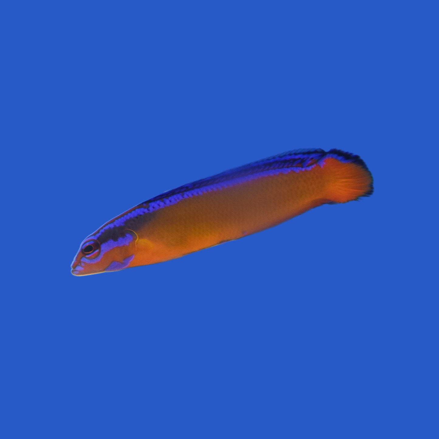 Neon Dottyback - Aquacultured