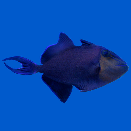 Niger Triggerfish
