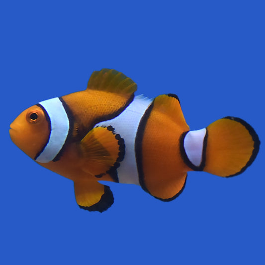 Ocellaris Clownfish - Aquacultured