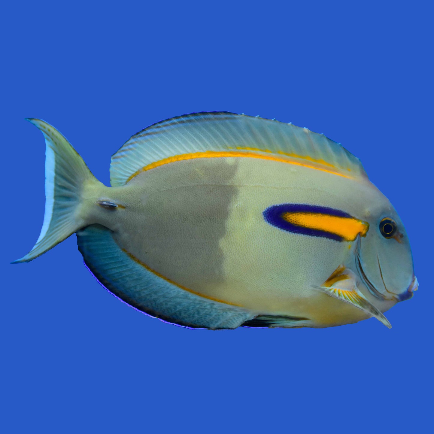 Orange Shoulder Tang