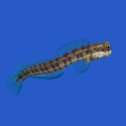 Orange Spotted Blenny