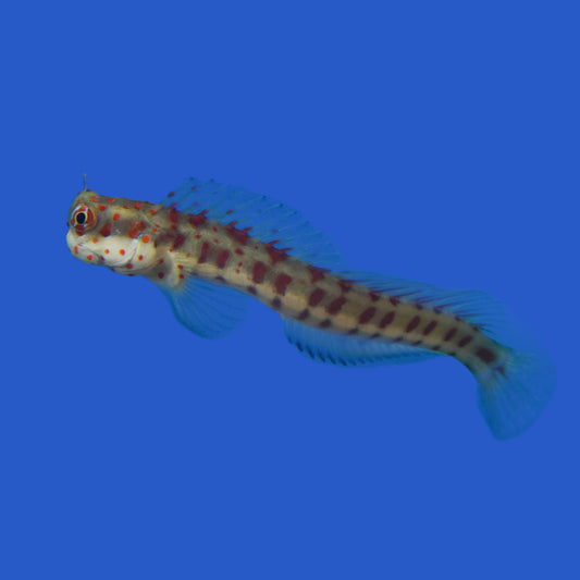 Orange Spotted Blenny