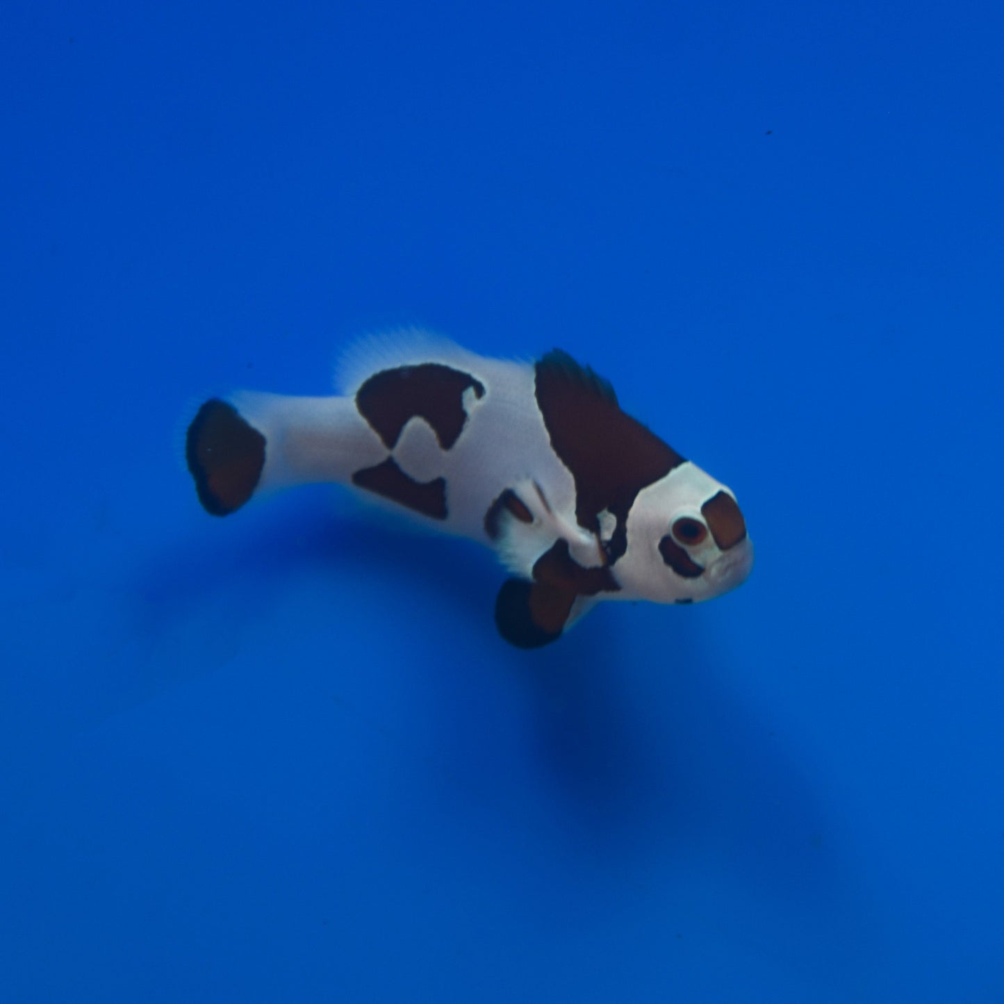 Orange Storm Clownfish - Aquacultured