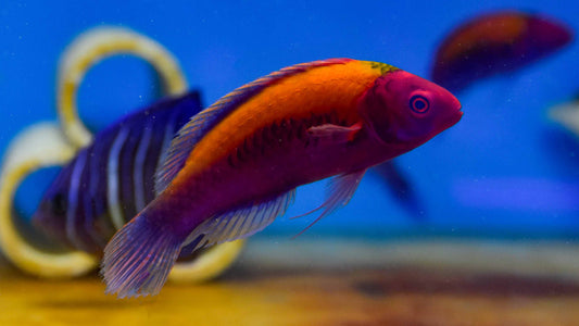 Orange Back Fairy Wrasse