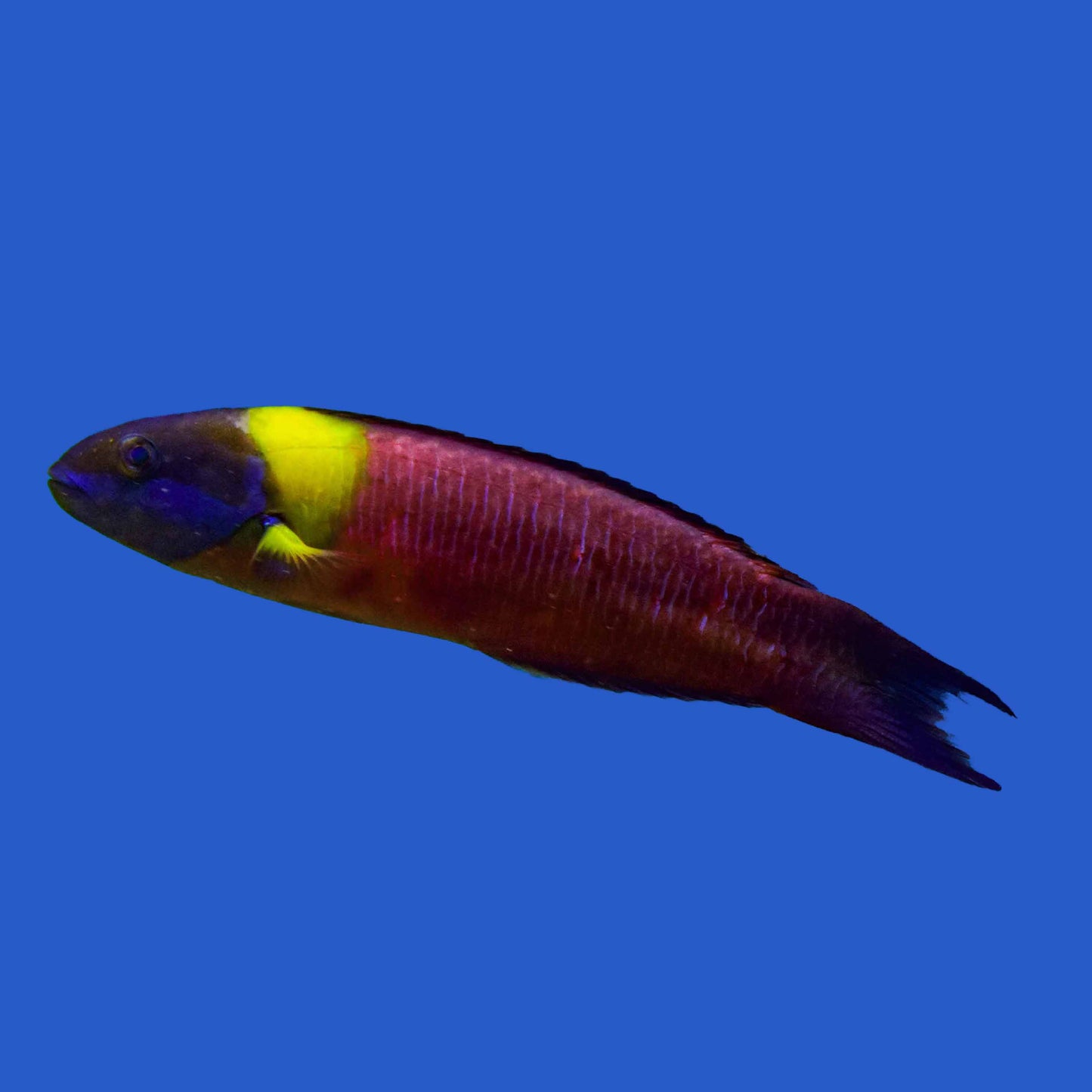 Paddlefin Wrasse