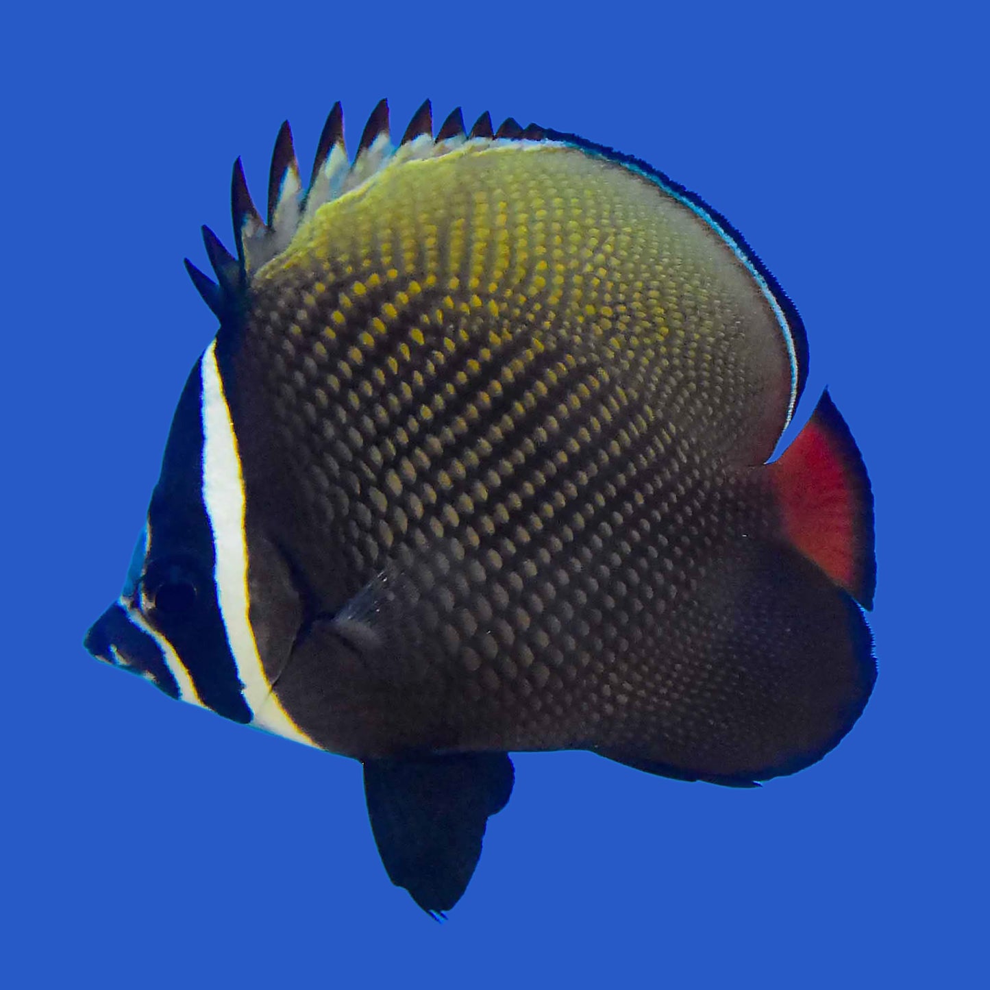 Pakistan Butterflyfish