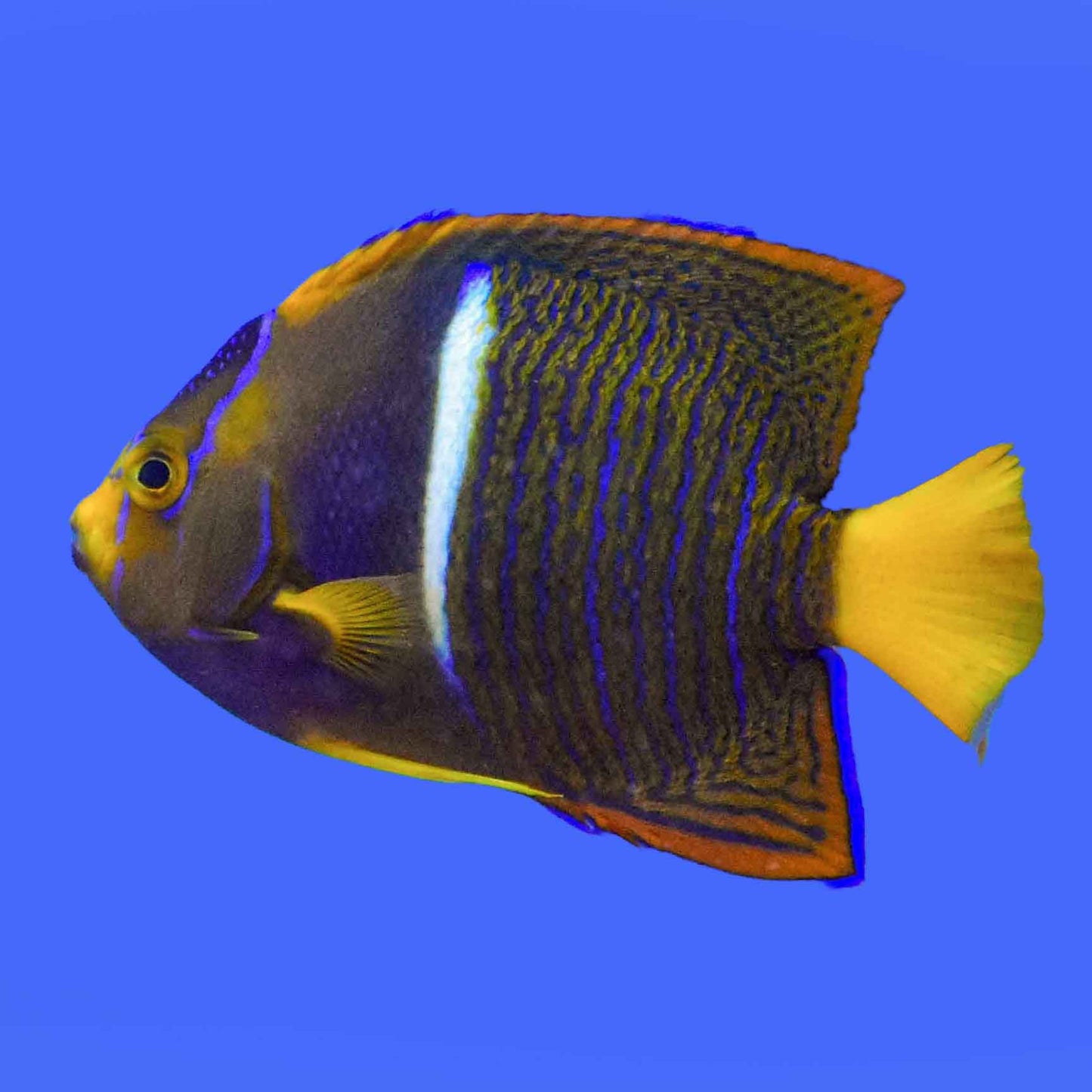 King Passer Angelfish