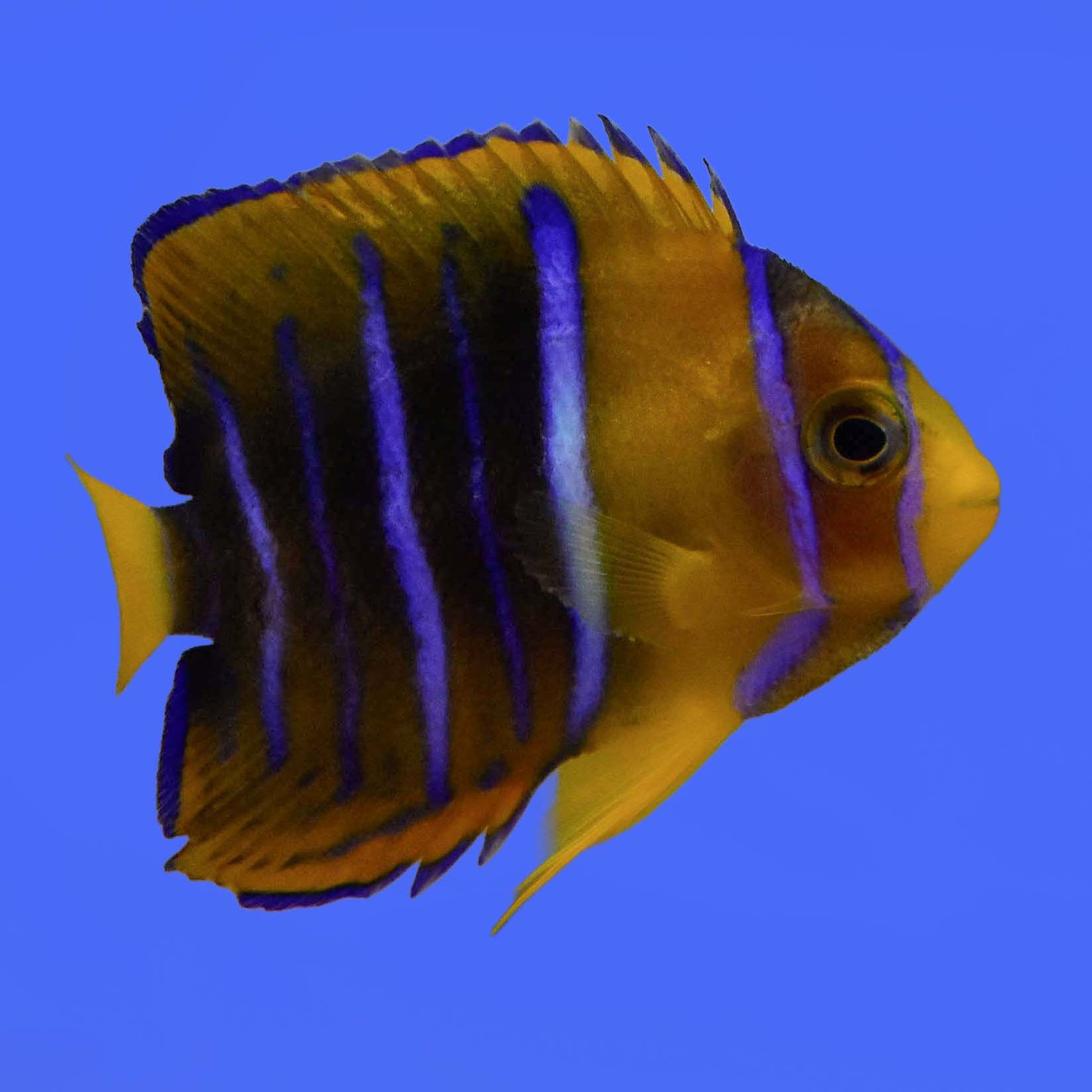 King Passer Angelfish