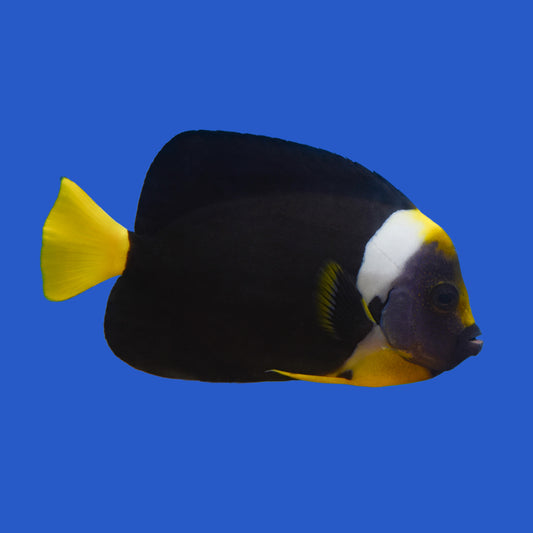 Personifer Angelfish WYSIWYG