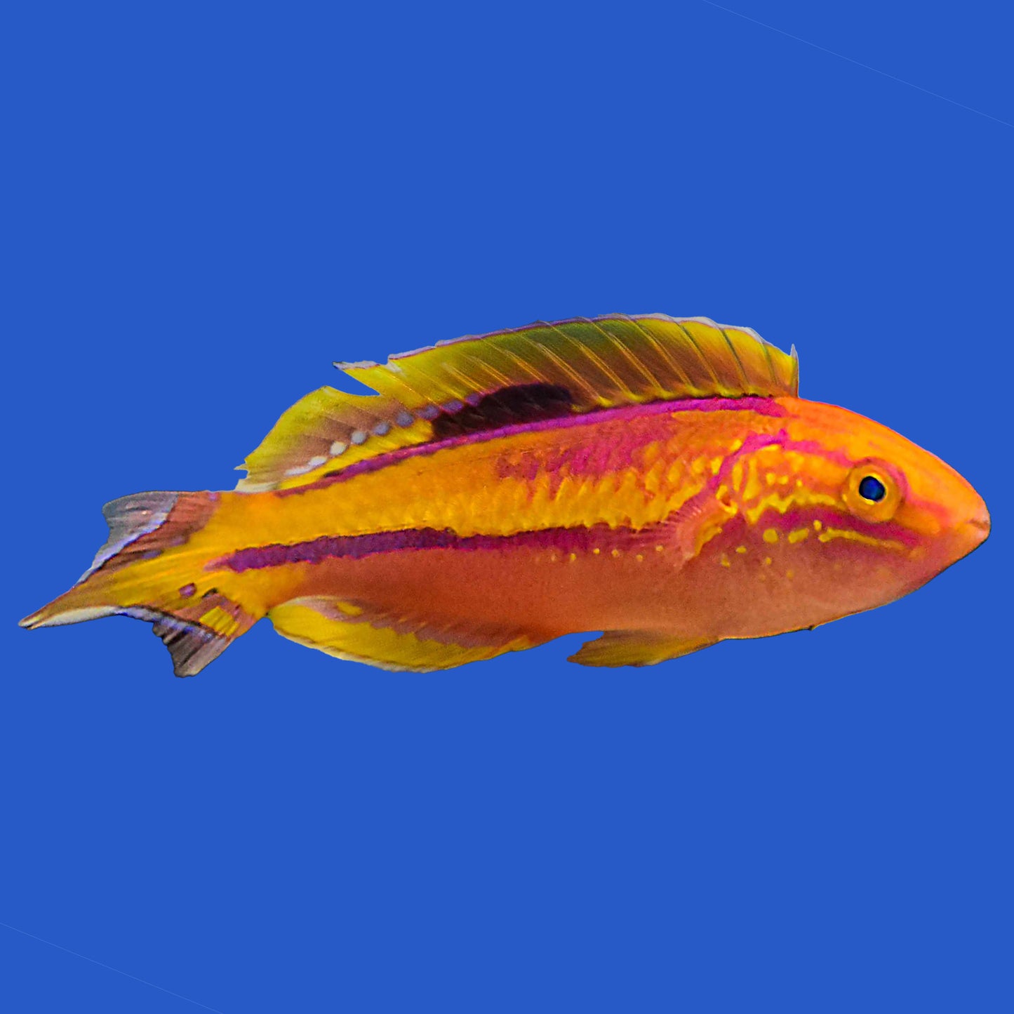 Pintail Fairy Wrasse