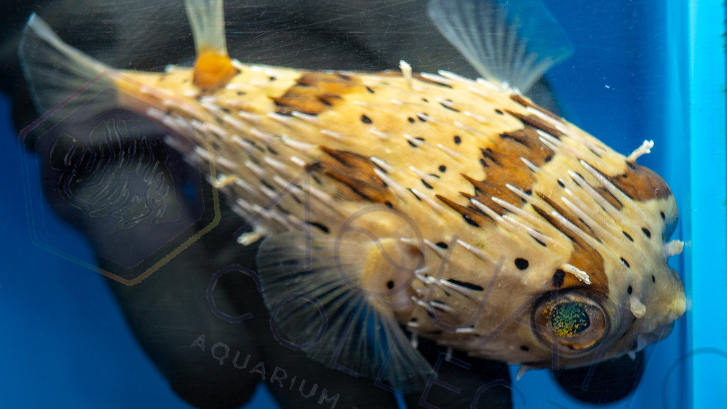 Porcupine Puffer