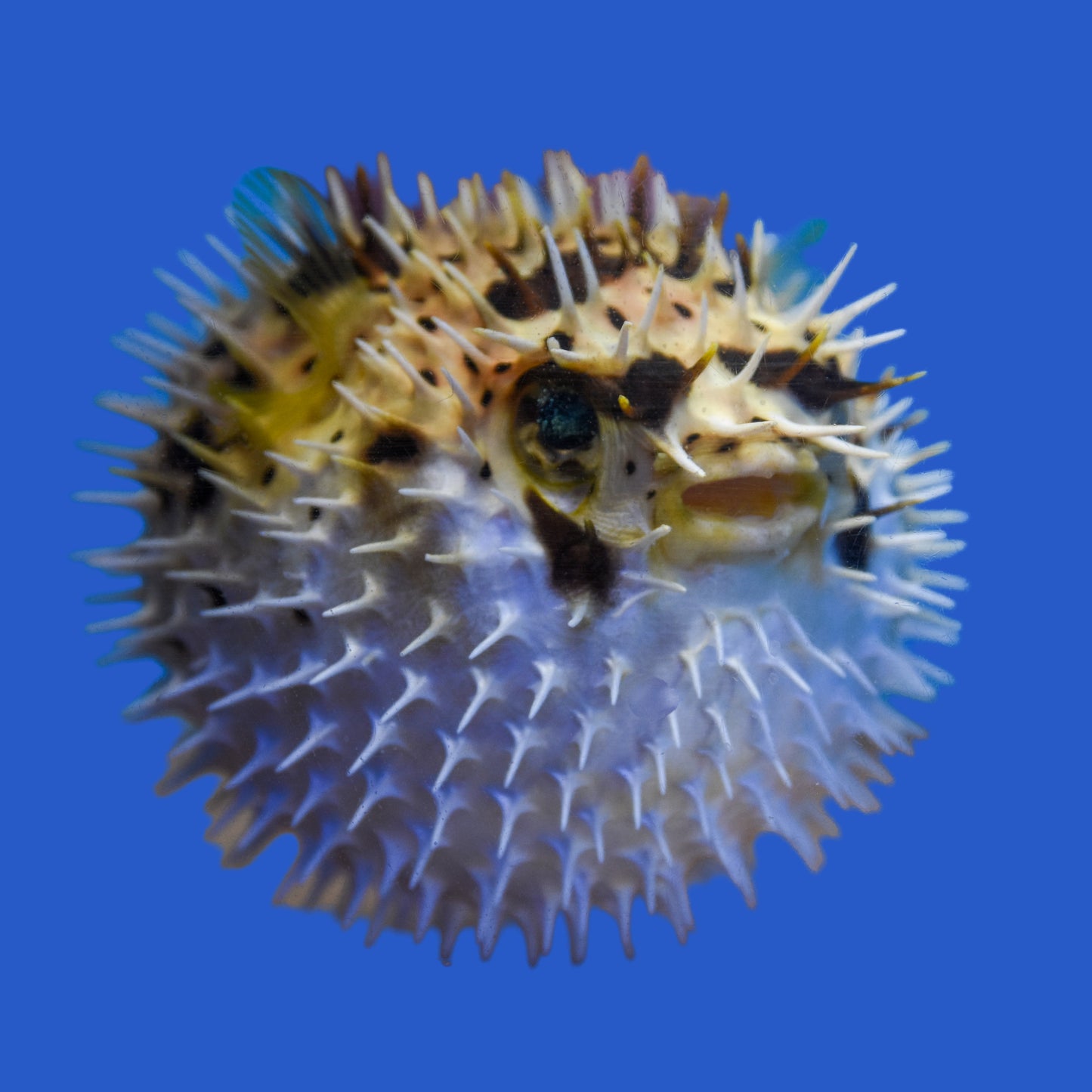 Porcupine Puffer