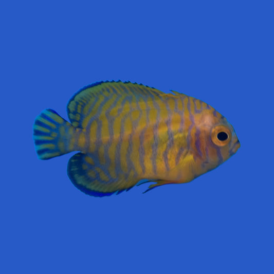 Potters Angelfish WYSIWYG