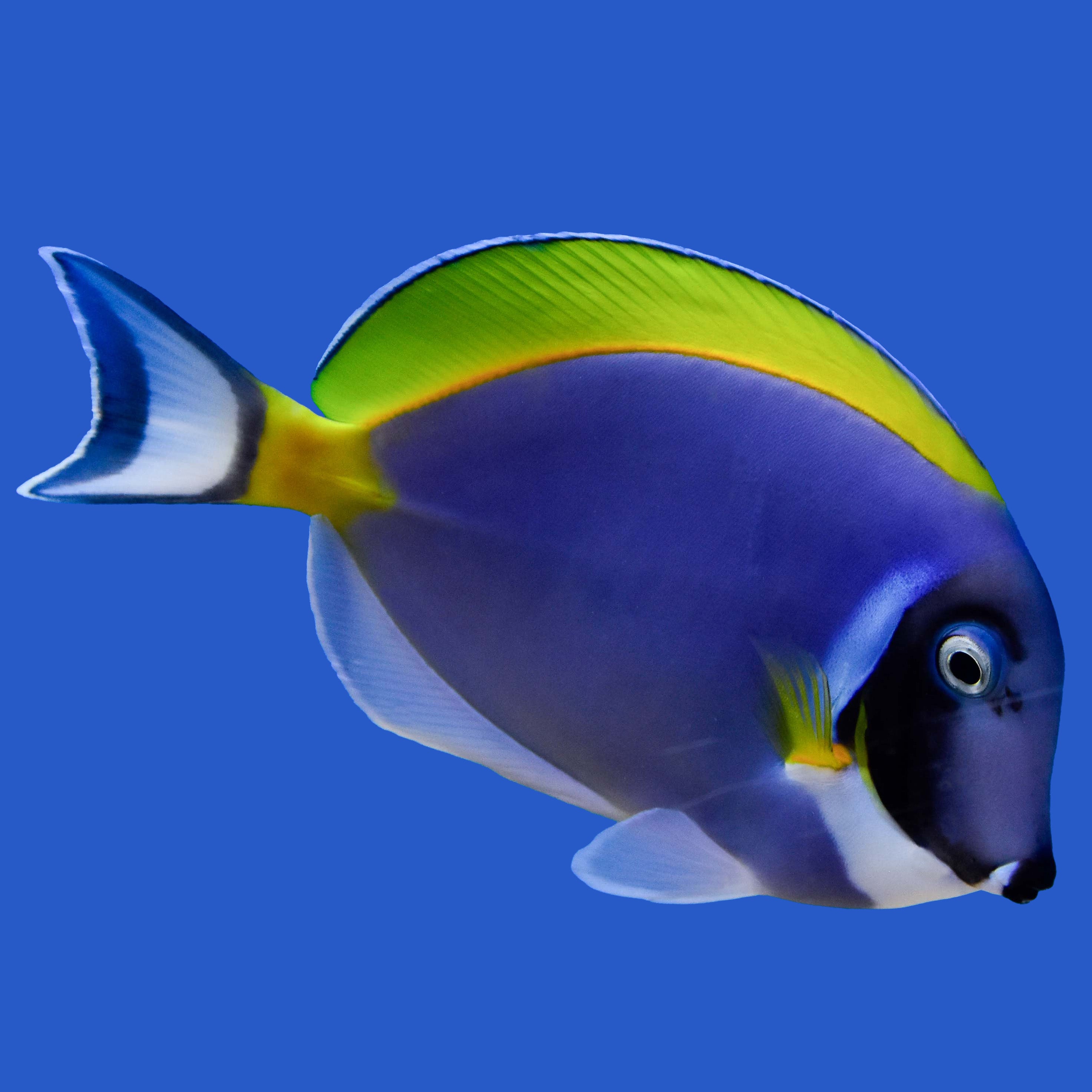 Powder blue tang care best sale